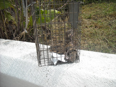 baby flying squirrels