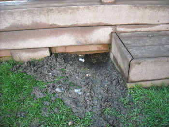 fox in trap