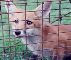 fox