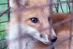 fox