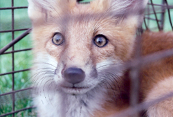 fox