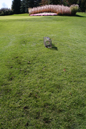 Skunk Damage on Course