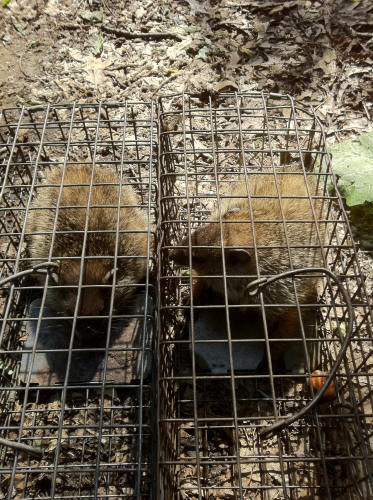 groundhog removal by SUburban Wildlife Control