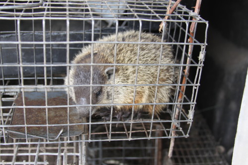 groundhog removal by SUburban Wildlife Control