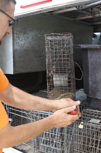 groundhog removal by SUburban Wildlife Control