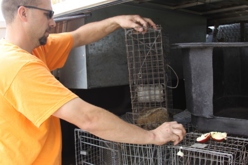 groundhog removal by SUburban Wildlife Control