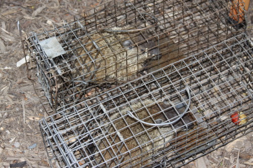 groundhog removal by SUburban Wildlife Control