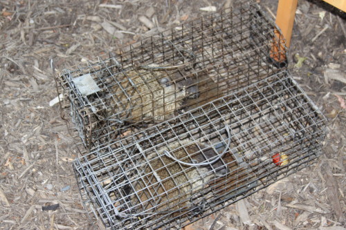 groundhog removal by SUburban Wildlife Control