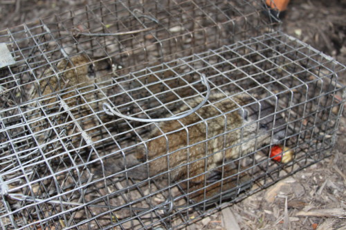 groundhog removal by SUburban Wildlife Control