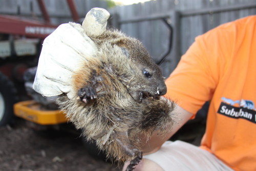 groundhog removal by SUburban Wildlife Control