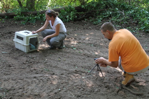 groundhog release by SUburban Wildlife Control