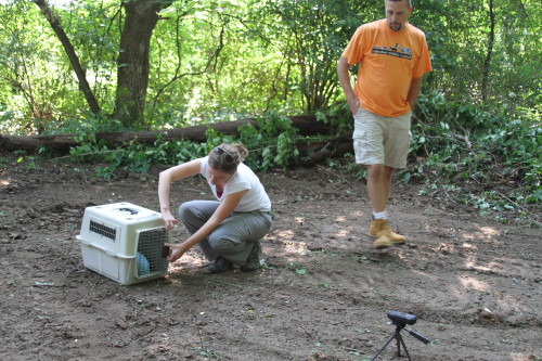 groundhog release by SUburban Wildlife Control