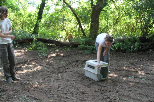 groundhog release by SUburban Wildlife Control