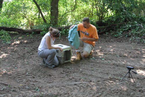 groundhog release by SUburban Wildlife Control