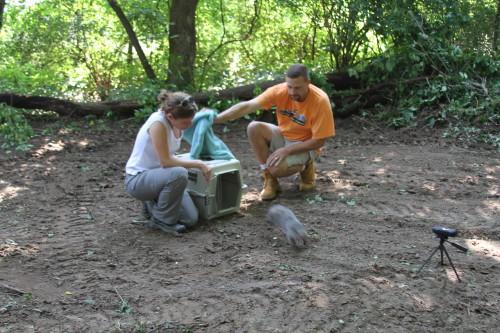 groundhog release by SUburban Wildlife Control