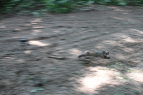 groundhog release by SUburban Wildlife Control