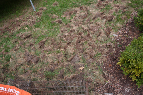Raccoon Damage