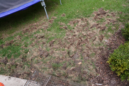 major raccoon damage