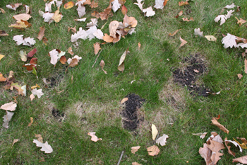 mole damage