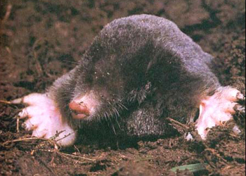 mole