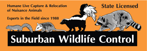 Suburban Wildlife Control