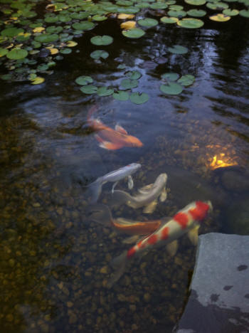 koi pond