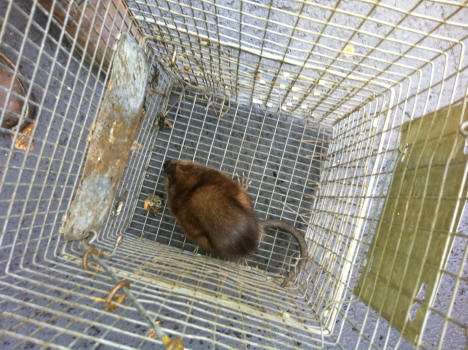 muskrat