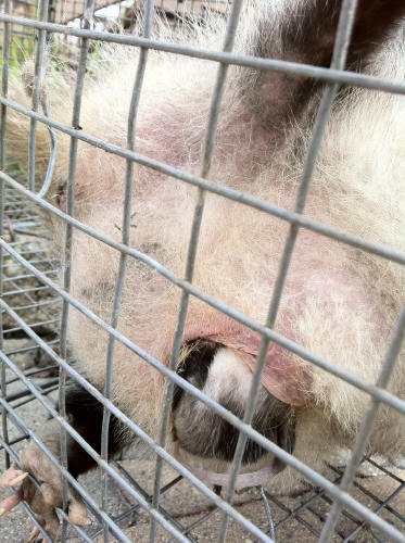 Opossum removed by Suburban Wildlife Control