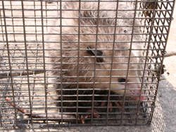 Opossum removed by Suburban Wildlife Control