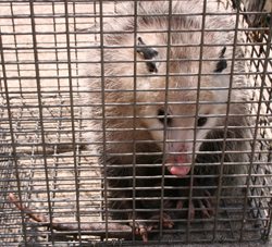 Opossum removed by Suburban Wildlife Control