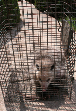Opossum removed by Suburban Wildlife Control