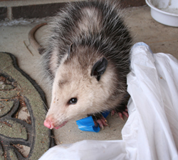 Opossum removed by Suburban Wildlife Control