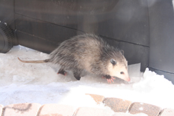 Opossum removed by Suburban Wildlife Control
