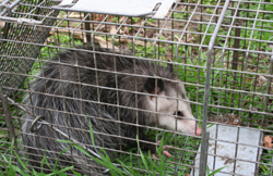 opossum in trap