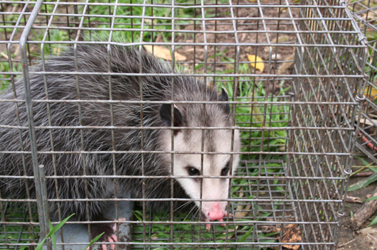 Opossum removed by Suburban Wildlife Control