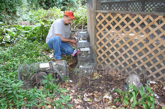 Opossum removed by Suburban Wildlife Control