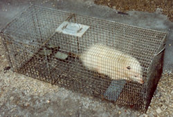 white opossum