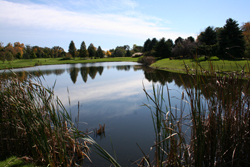 pond