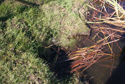 even more muskrat damage