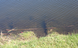 more muskrat damage