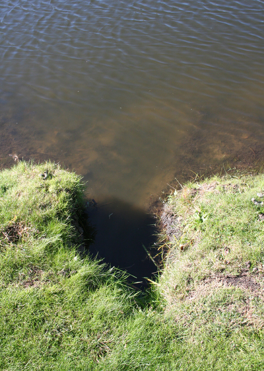 muskrat damage