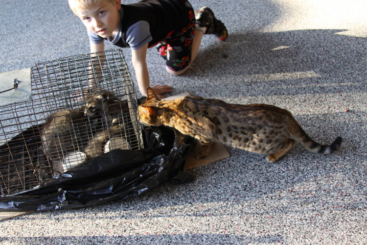 Raccoon Removed by Suburban Wildlife Control