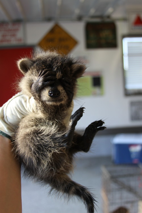 Raccoon Removed by Suburban Wildlife Control
