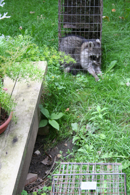 raccoon living under deck