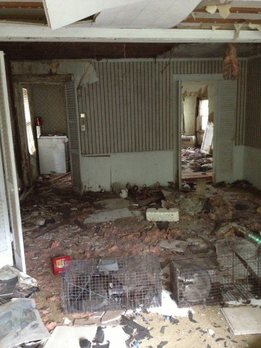 A House Completely Destroyed by Raccoons