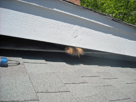raccoon hiding