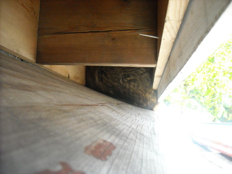Raccoon Removed by Suburban Wildlife Control