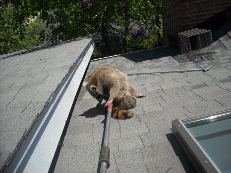 Raccoon Removed by Suburban Wildlife Control