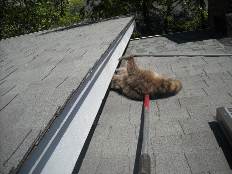 Raccoon Removed by Suburban Wildlife Control