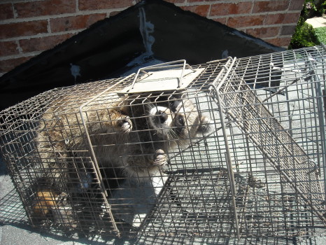 Raccoon Removed by Suburban Wildlife Control